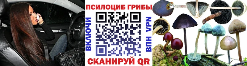 как найти   Красный Сулин  Псилоцибиновые грибы Psilocybine cubensis 